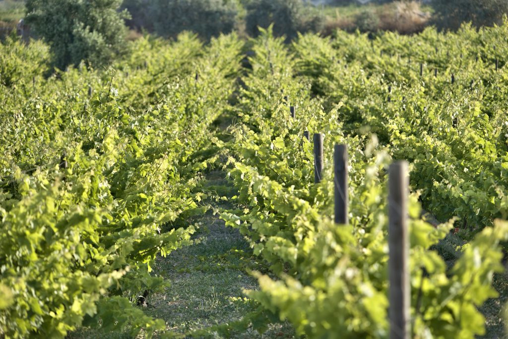 A historic tale of Grapes and Olives Maria Rosa Wine Estate